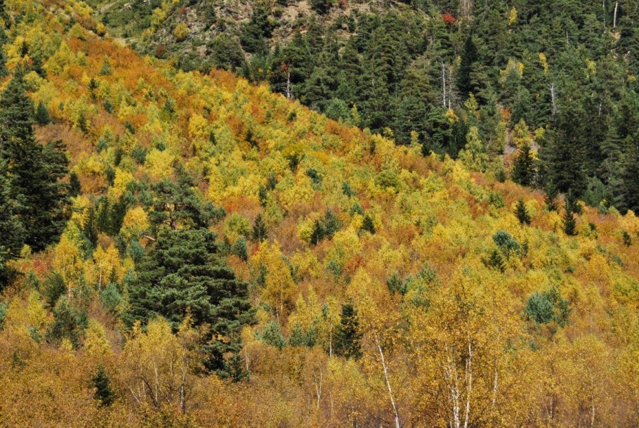 Широколиственный лес Эстетика