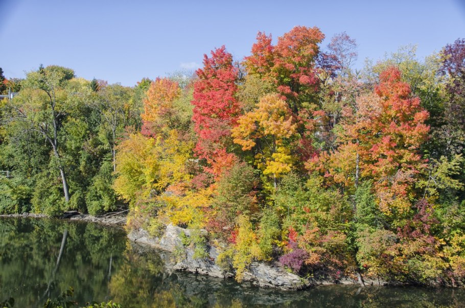Широколиственные леса Северной Америки