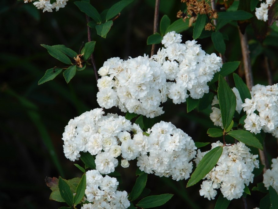Спирея Вангутта Spiraea cantoniensis