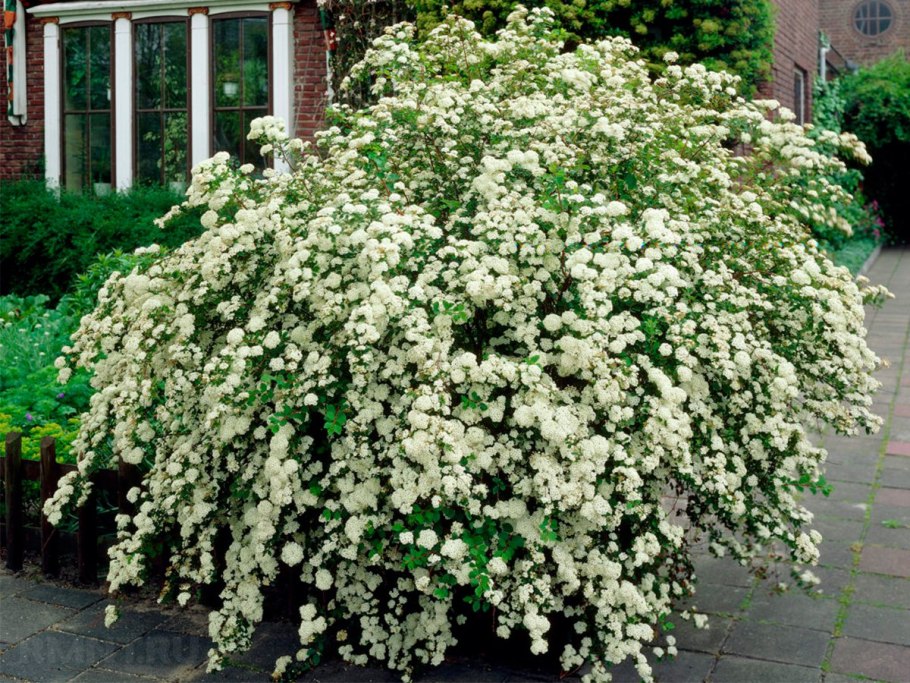 Спирея снежок