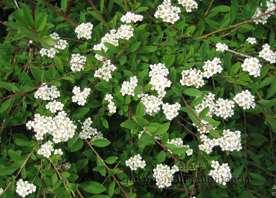 Снежноягодник куст