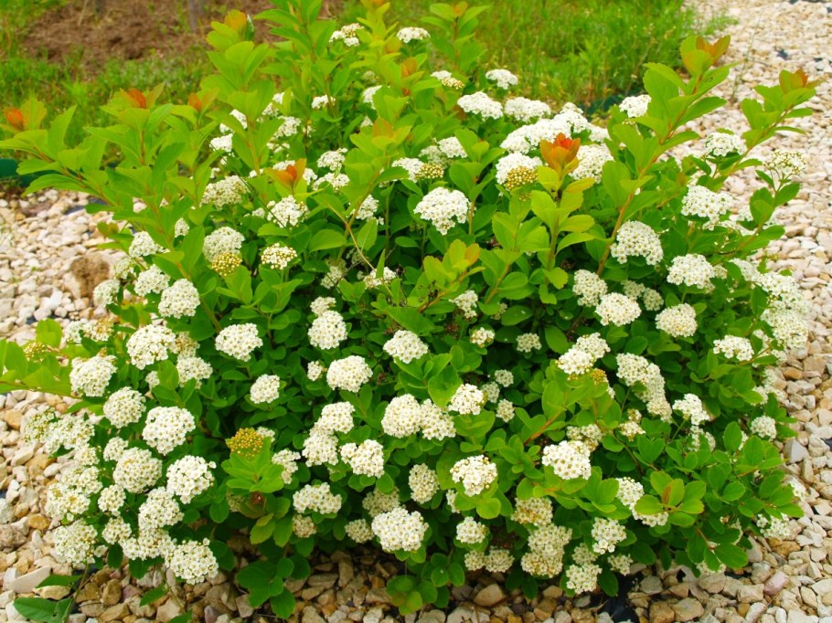 Белая сирень дерево