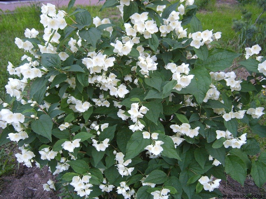 Спирея дубравколистная (Spiraéa chamaedryfólia)