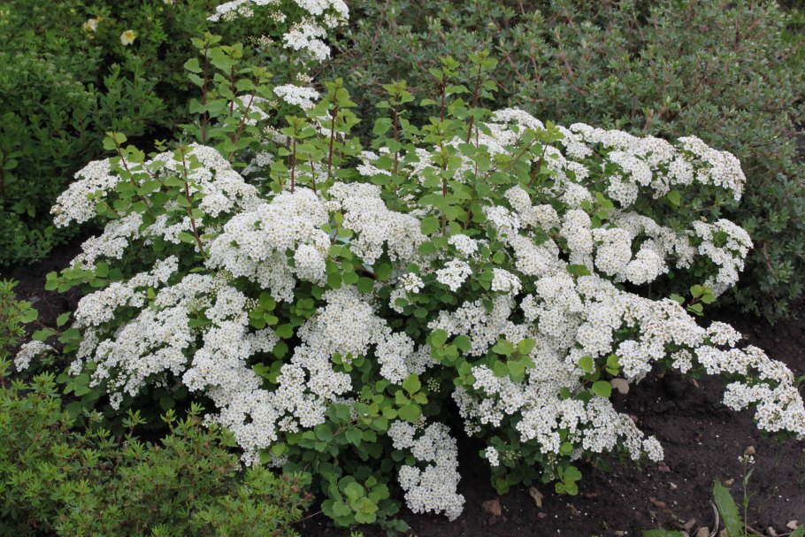 Спирея Майская