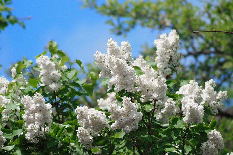 Чубушник метровый