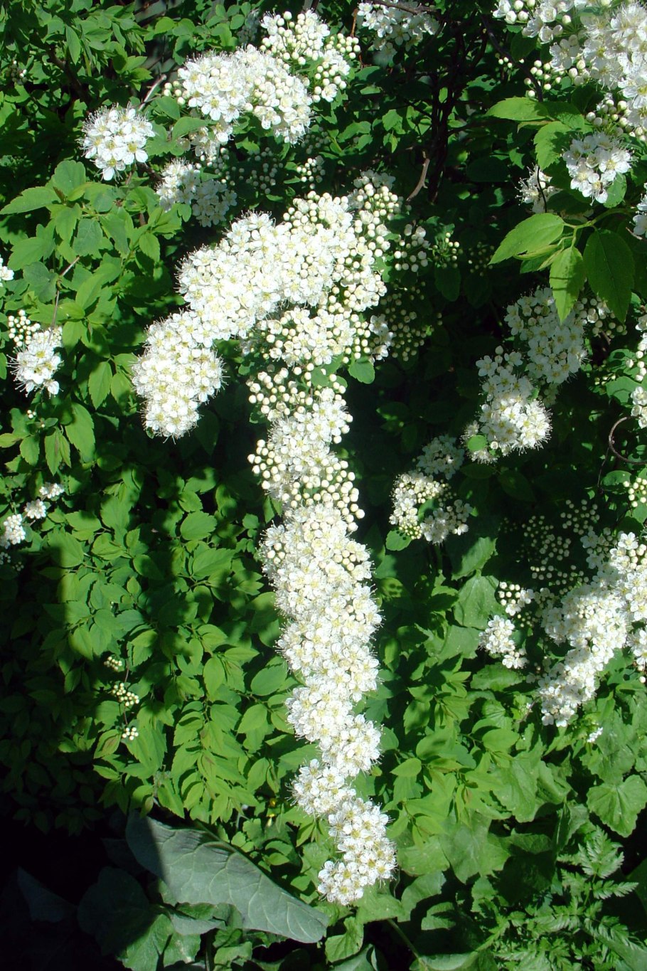 Чубушник обыкновенный Жасмин