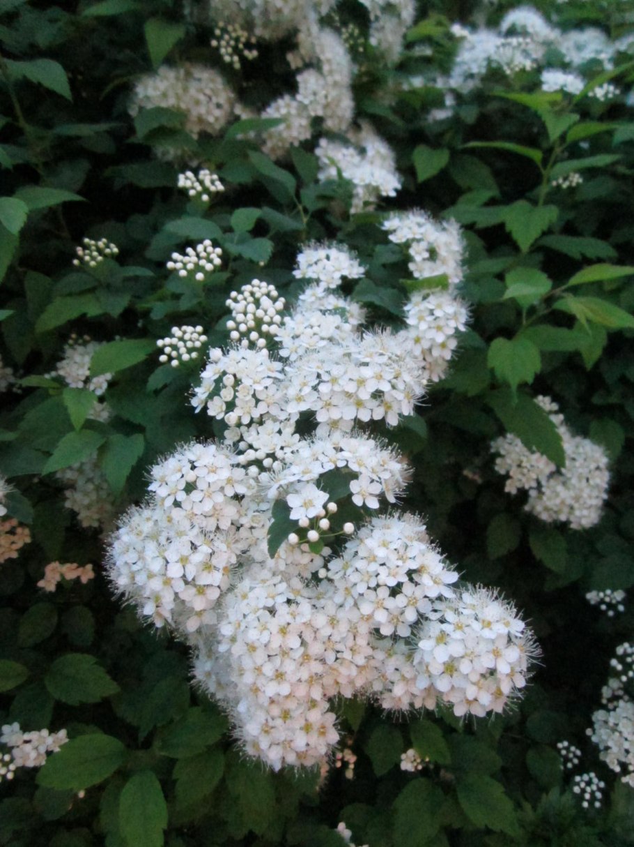 Майский куст спирея