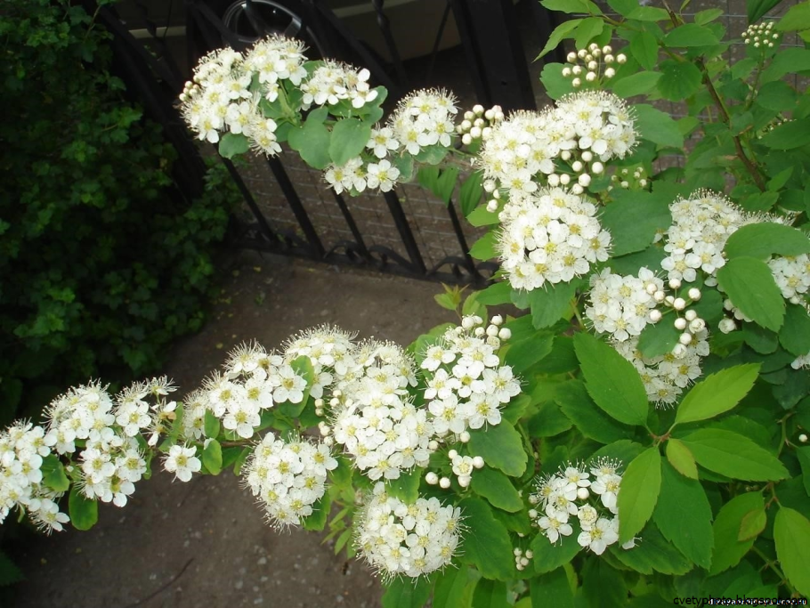 Жасмин вечнозеленый кустарник