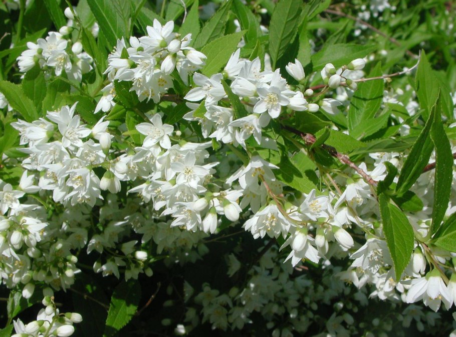 Боярышник Розеум