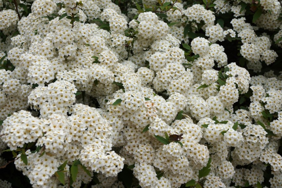 Леокотео кустарник