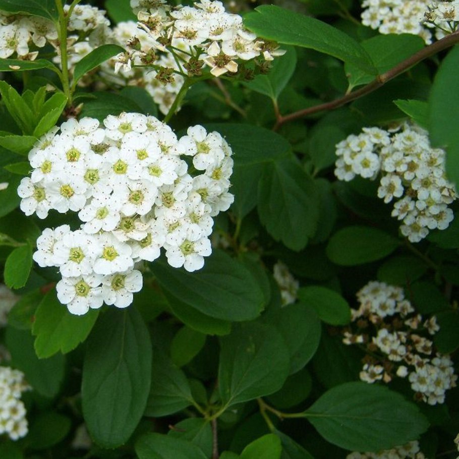 Экзохорда крупноцветковая