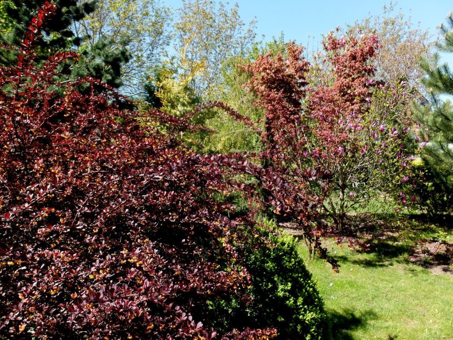 Барбарис обыкновенный Berberis vulgaris