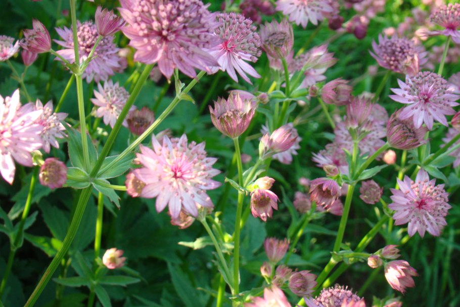 Geum chiloense 'Mrs Bradshaw'