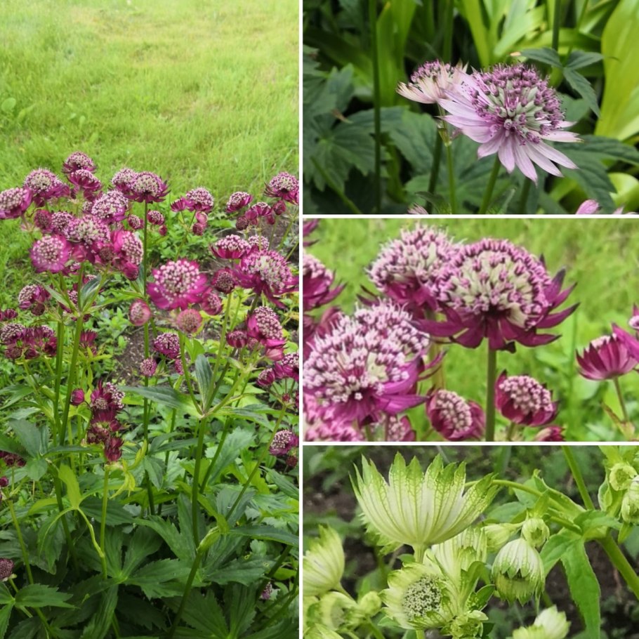 Astrantia Major Primadonna