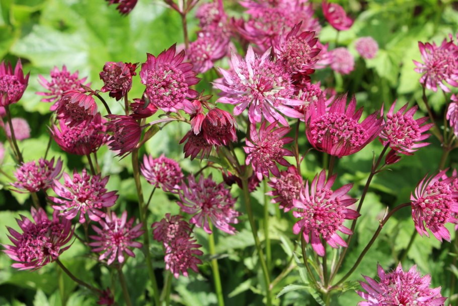 Астранция Сноу Стар