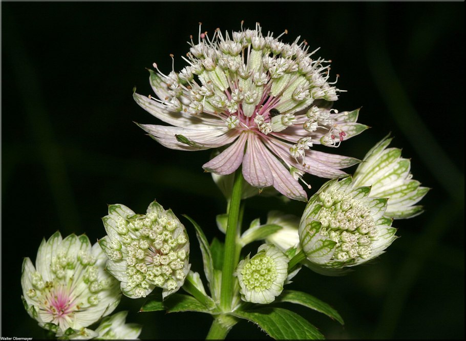 Астранция Кларет