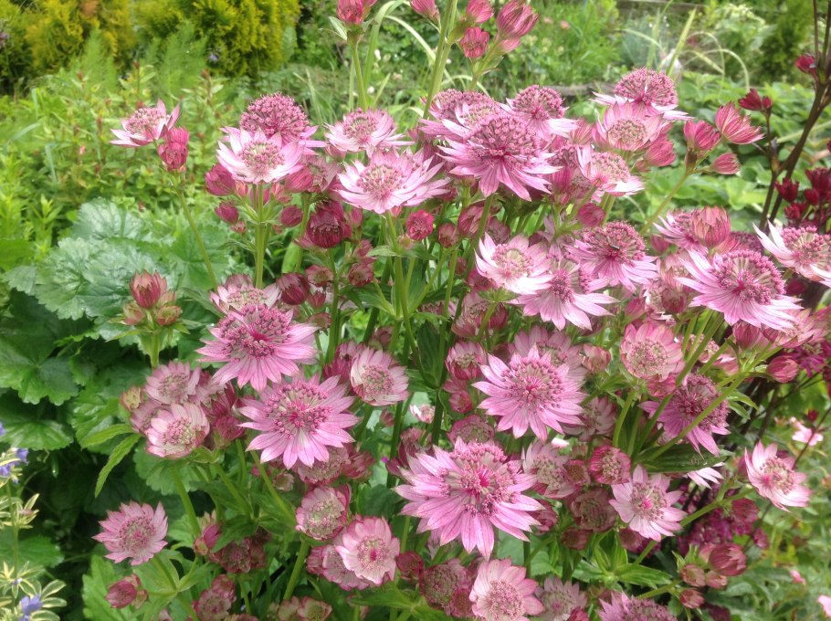 Астранция во флористике