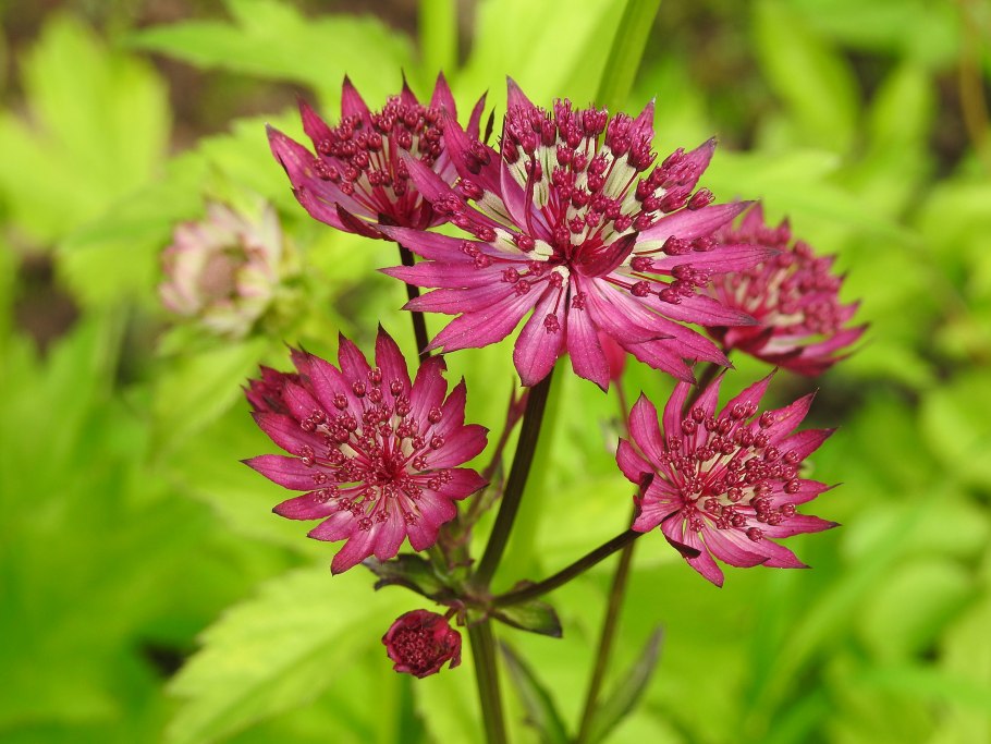 Астранция крупная (Astrantia Major)