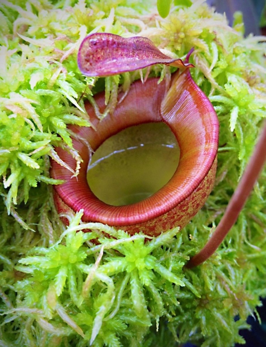 Венерина мухоловка раффлезия росянка непентес