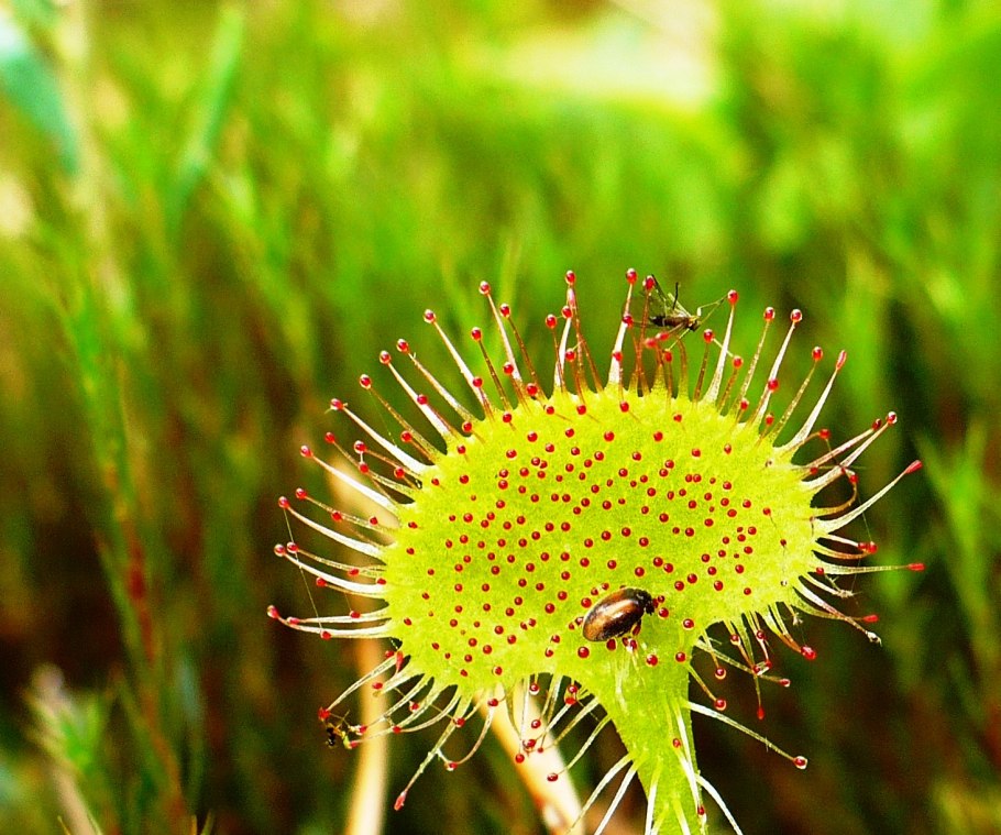 Дионея мухоловка