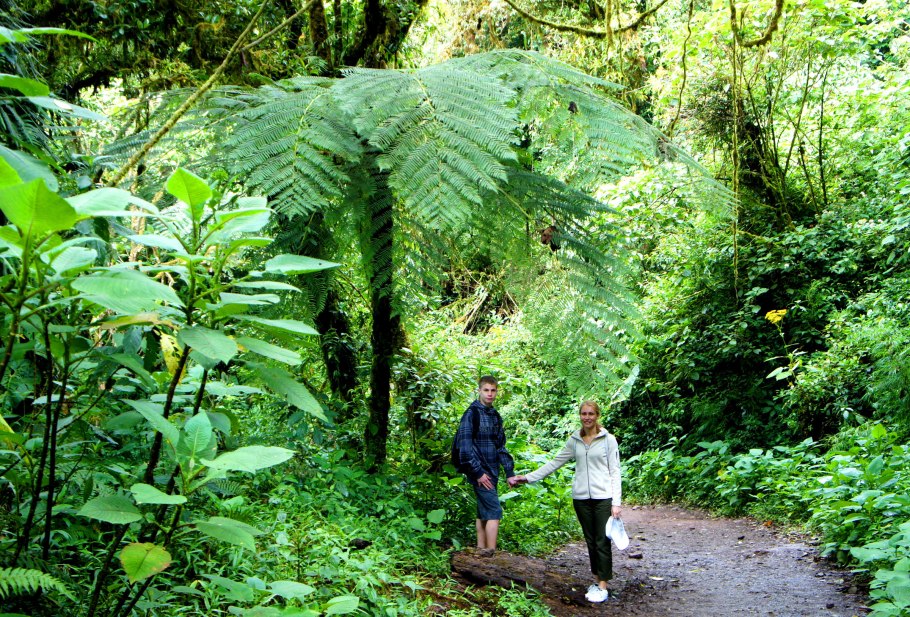 Гигантские древовидные папоротники