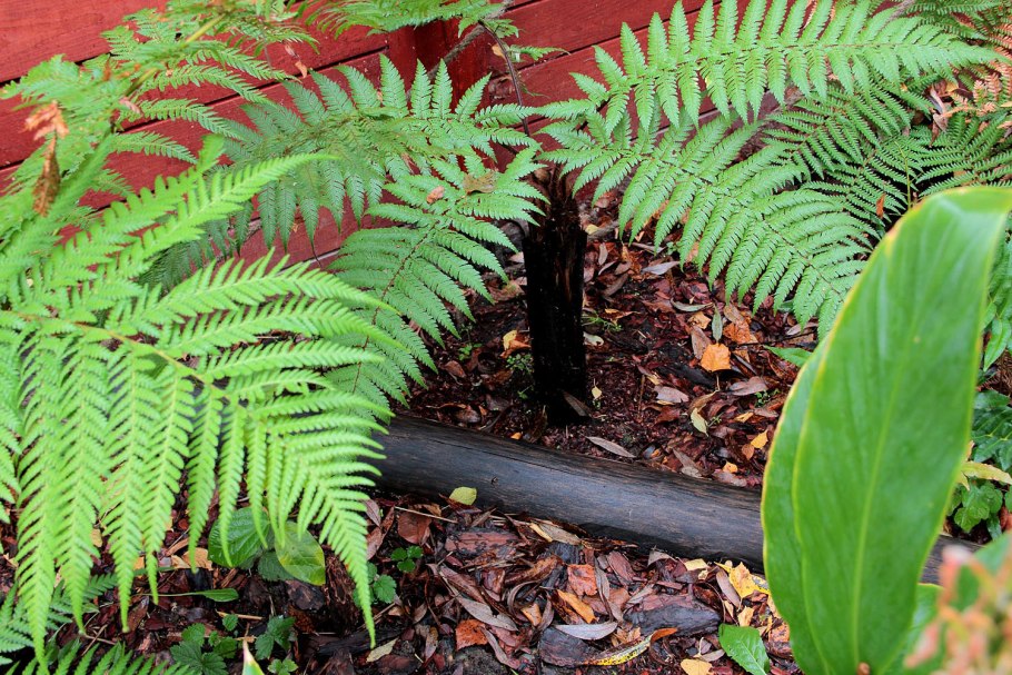 Cyathea dealbata
