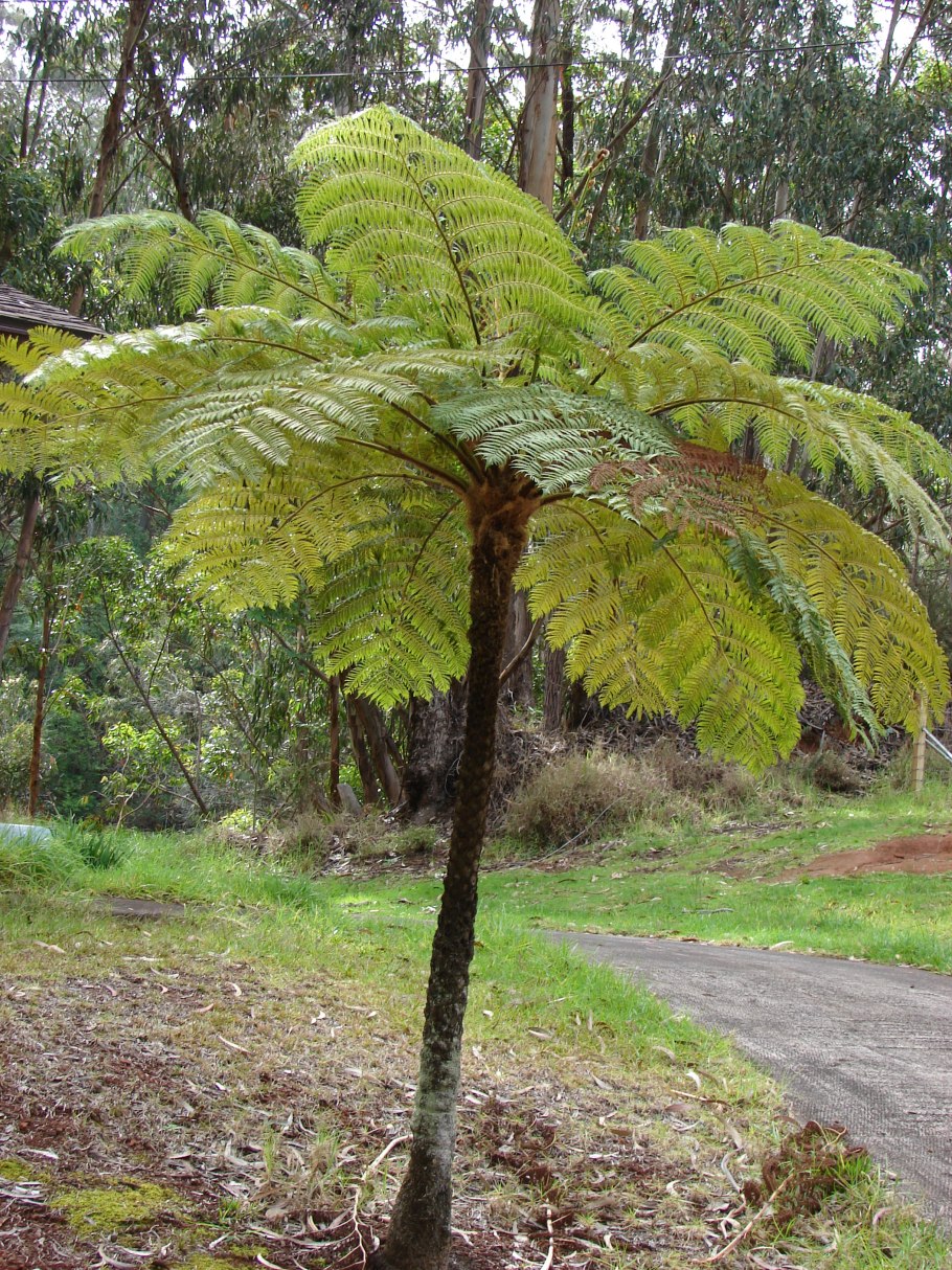 Папоротник Грин Экзотик