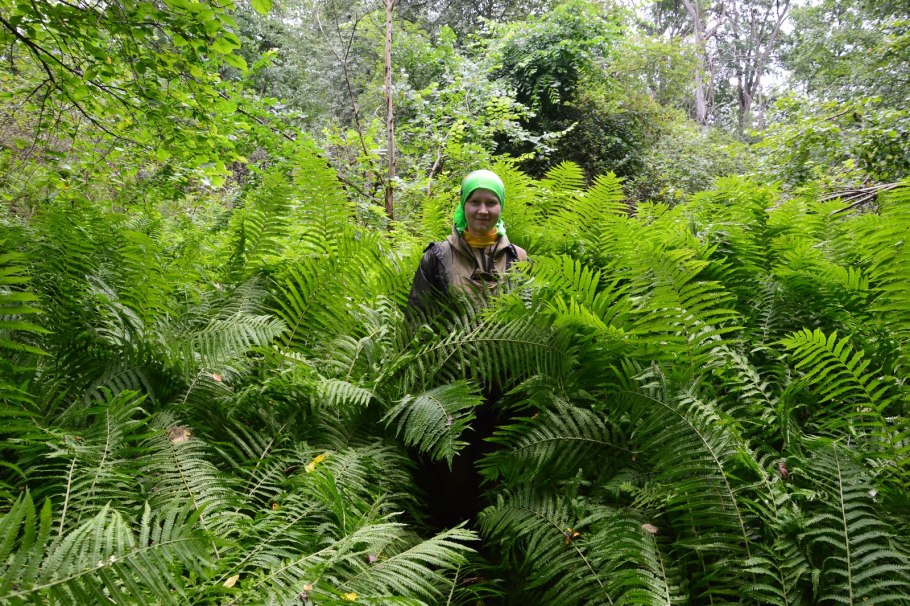 Папоротники Кировской области