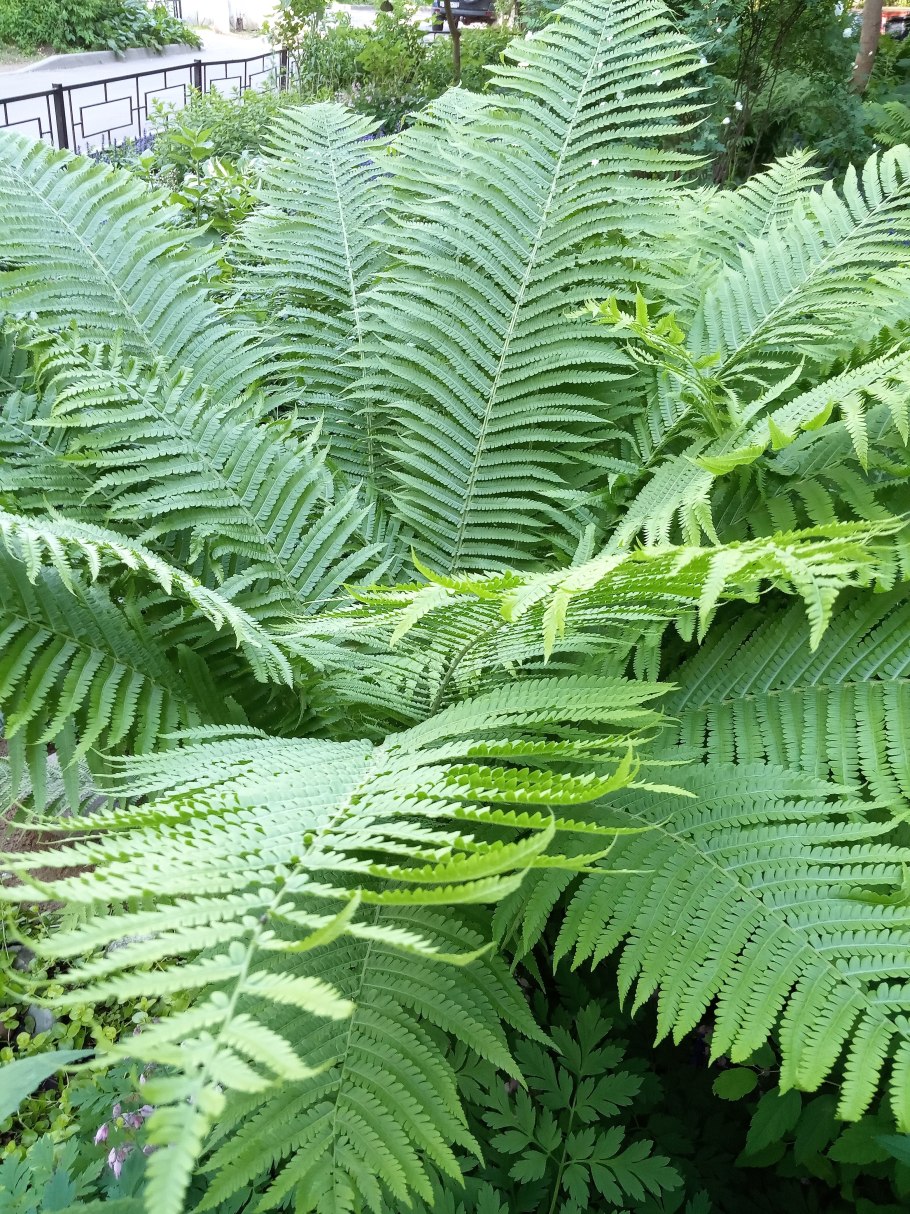 Диптериевые папоротники