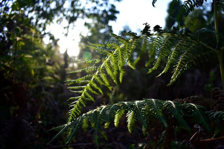 Пальма папоротник Циатея