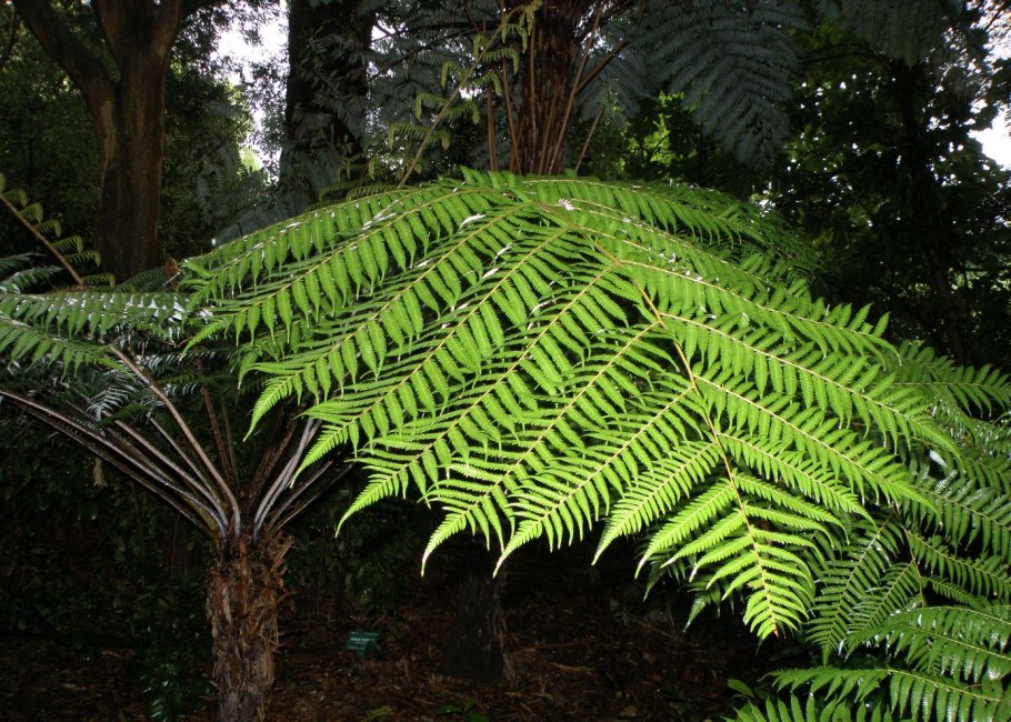 Cyathea dealbata