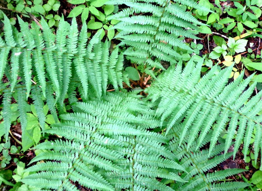 Диксония антарктическая