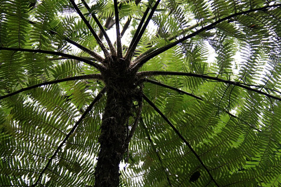 Папоротниковидные мезозой