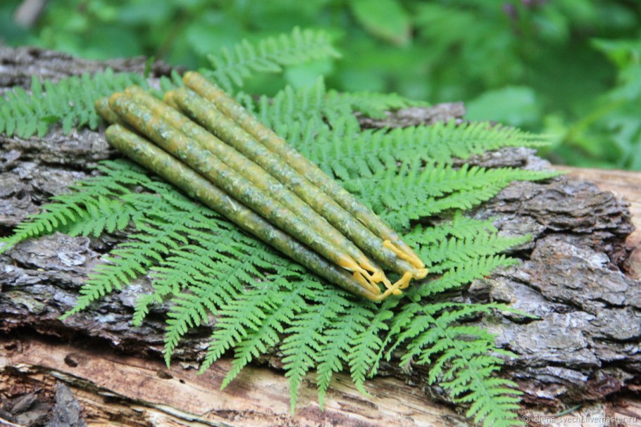 Древовидные папоротники