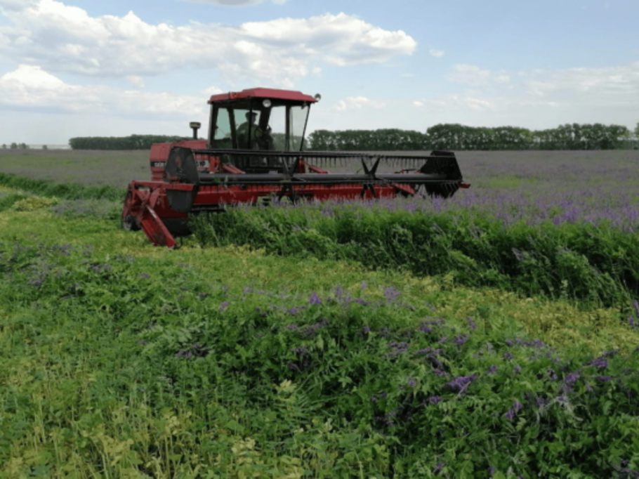 Кормозаготовительная кампания