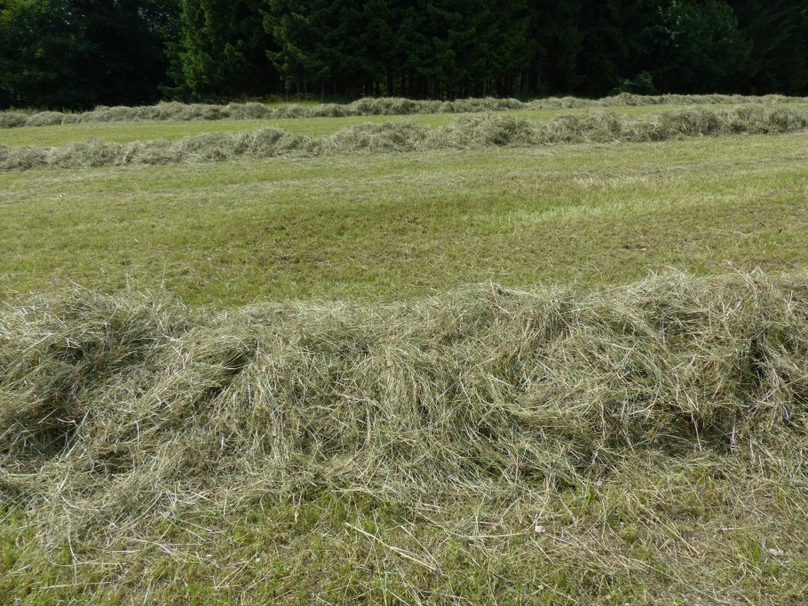 Сенокос в Башкирии