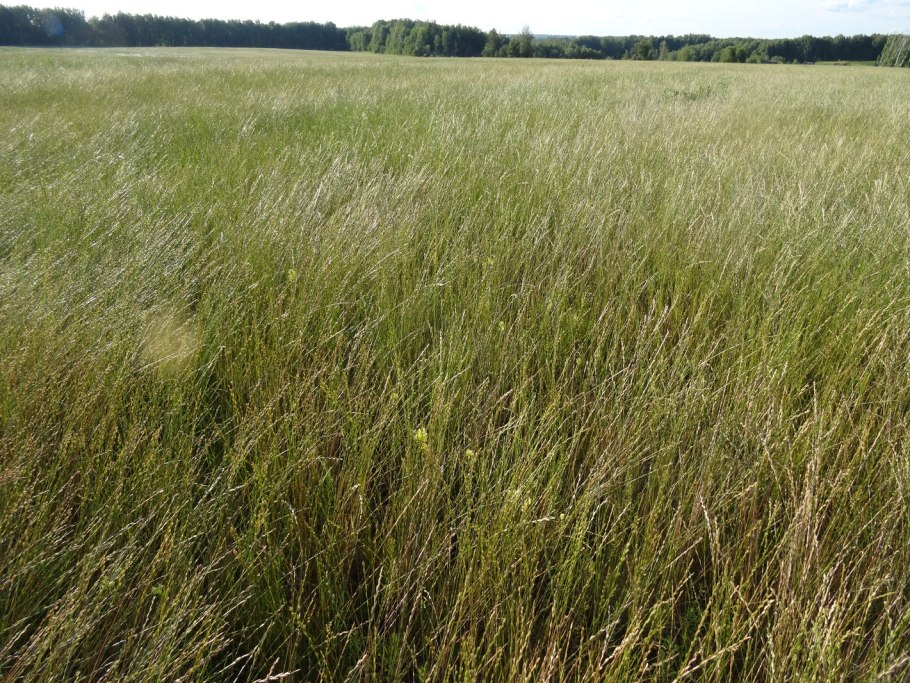 Кострец сидерат