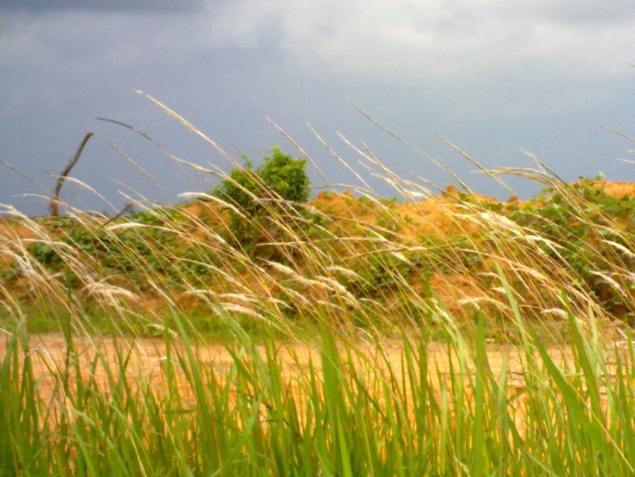 Многлетныетравы для сенокоса