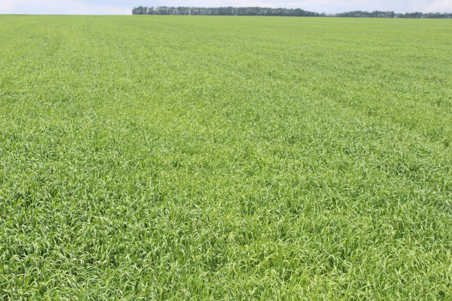 Сенокосы и пастбища