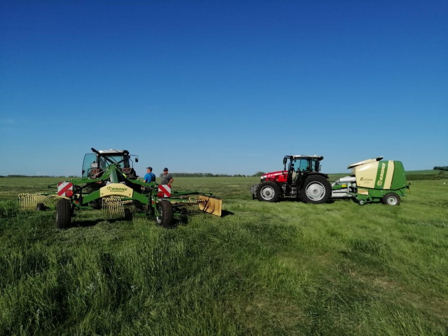 Кострец безостый