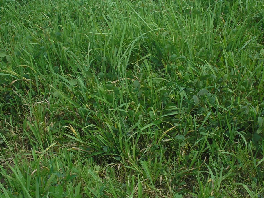 Трава Вико-овсяная