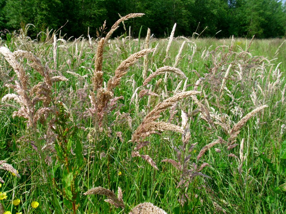 Рожь озимая сидерат