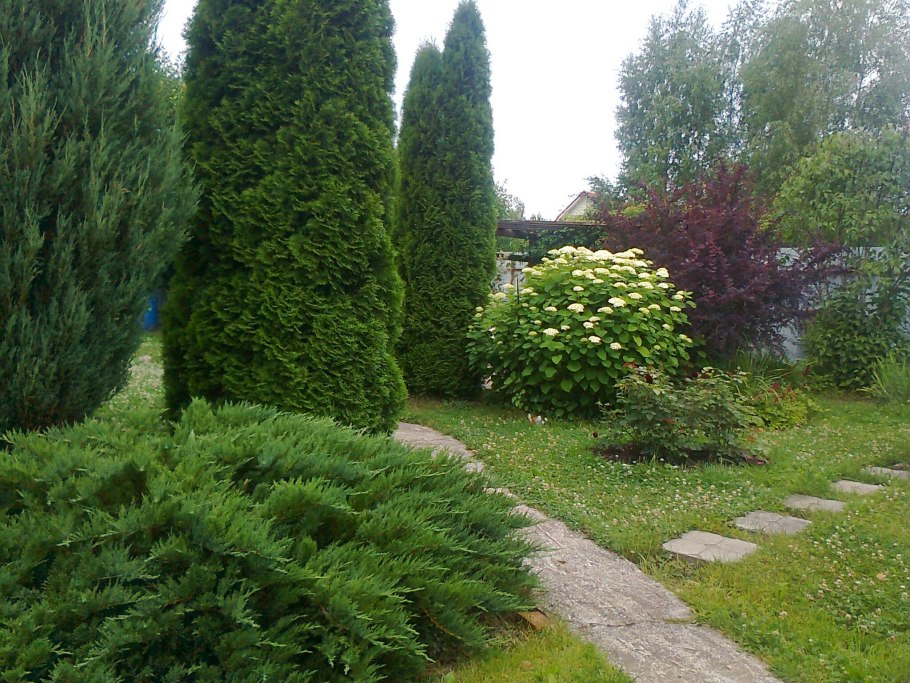 Миксбордеры с хвойниками