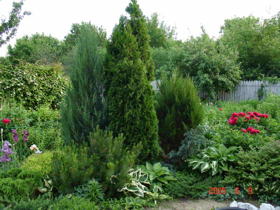 Клумба хвойники туя можжевельник