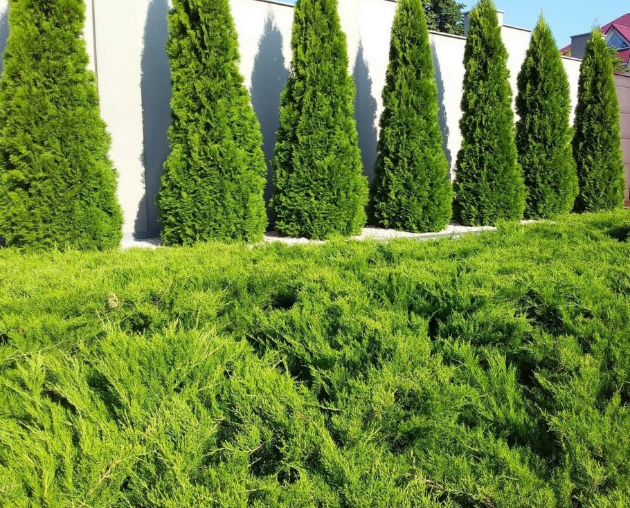 Туя Смарагд можжевельник