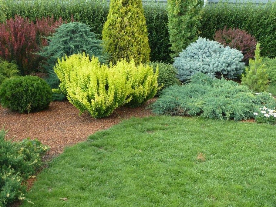 Клумба с туей Смарагд