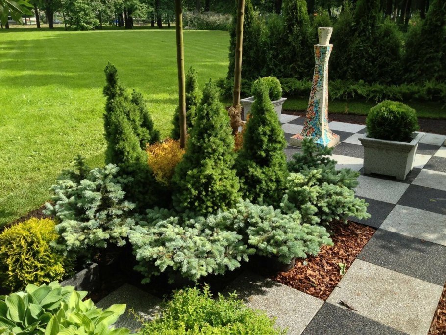 Хвойная клумба с туями Смарагд