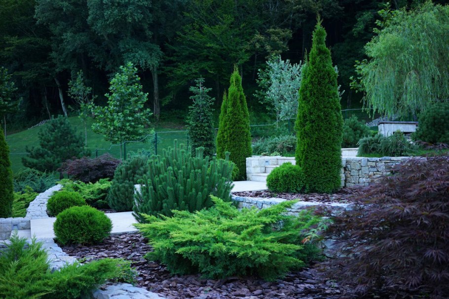 Можжевельник Скайрокет