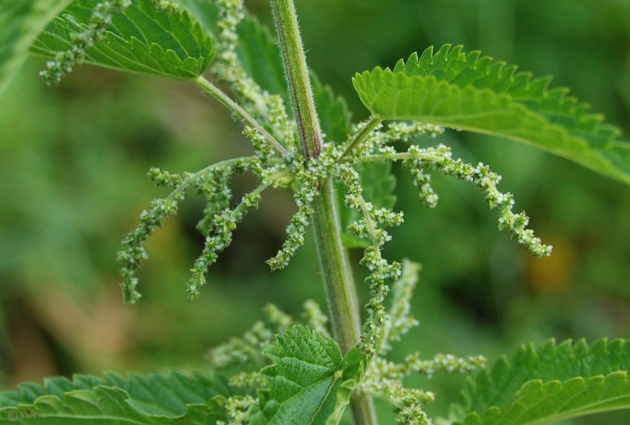 Крапива двудомная (Urtica dioica l.)