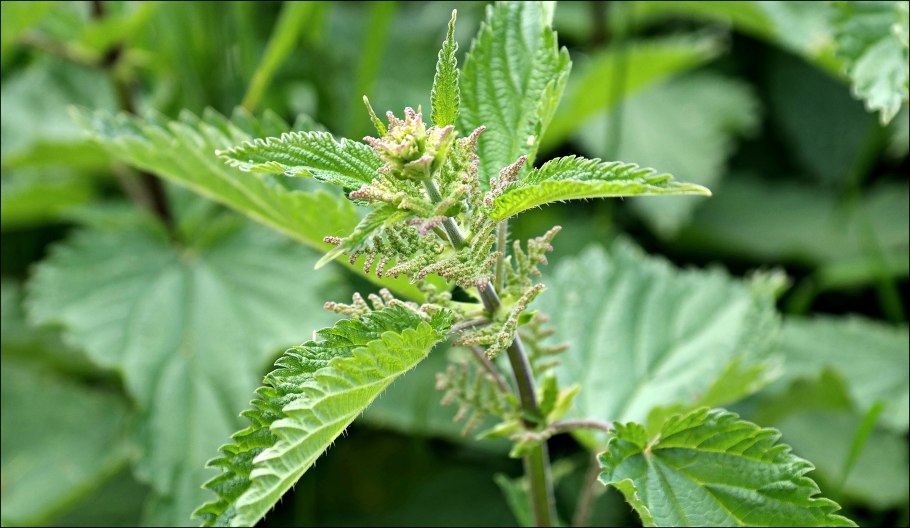 Крапива двудомная